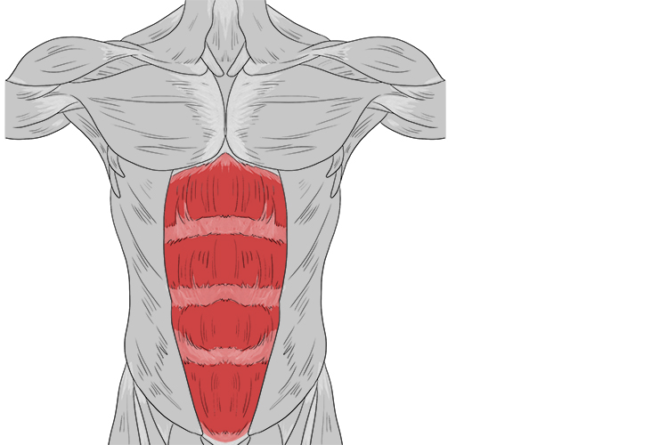 Muscle positioned centrally on the front of the body between the ribs and the pelvis
